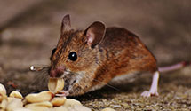 24 Hour & Emergency Exterminators in Le Mars, IA